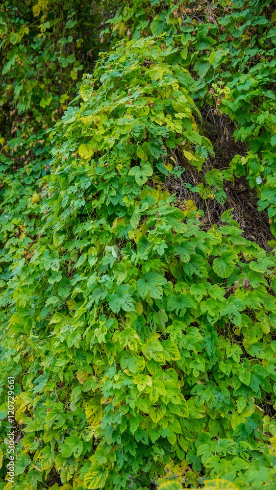 tree trunk covered in hops tree trunk covered in hops