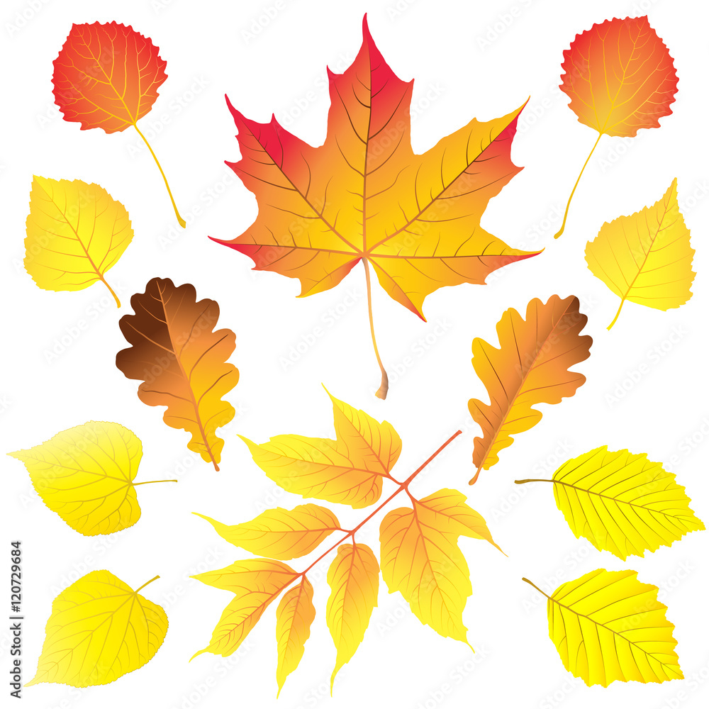 Set of different leaves in autumn colors: maple, box elder (ashleaf maple), birch, aspen, oak, alder and linden . Vector illustration. Set of different leaves in autumn colors: maple, box elder (ashleaf maple), birch, aspen, oak, alder and linden . Vector illustration.