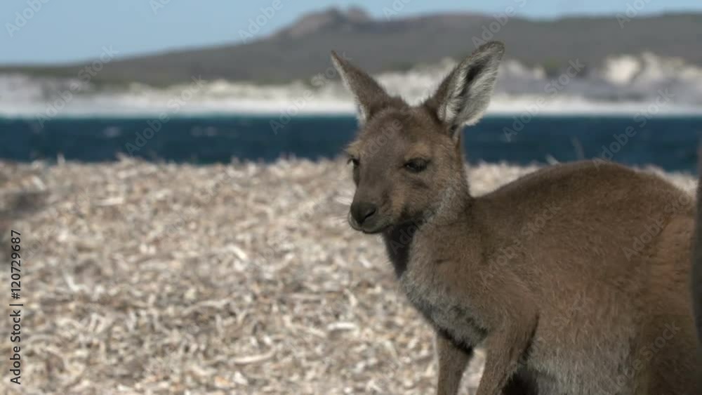 Itchy kangaroo at the beach in Cape Le Grand National Park Itchy kangaroo at the beach in Cape Le Grand National Park