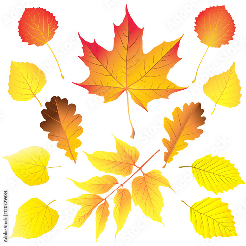 Set of different leaves in autumn colors: maple, box elder (ashleaf maple), birch, aspen, oak, alder and linden . Vector illustration.