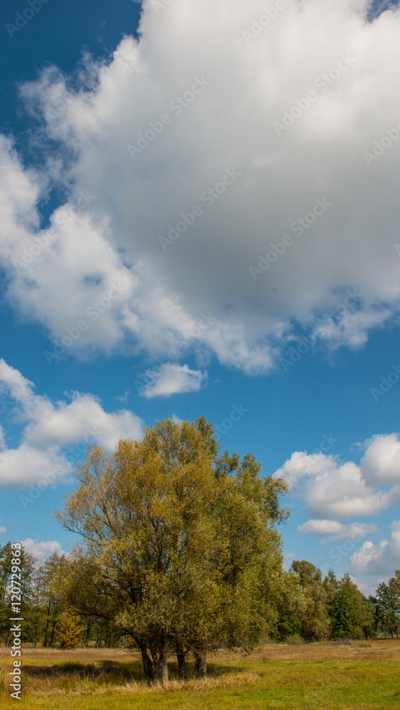 trees in the meadow and the cloud