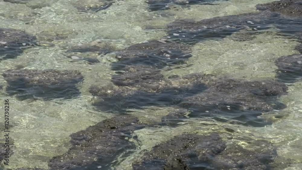 Close up from Modern stromatolites in the water in SharkBay National Park Close up from Modern stromatolites in the water in SharkBay National Park