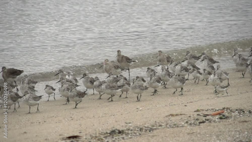Curlew Sandpiper birds walking in slow motion at the coast in slow motion Curlew Sandpiper birds walking in slow motion at the coast in slow motion