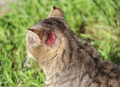 hardened homeless cat reed color with injuries to the ear and scabies otoacariasis typical scratching behind the ears.