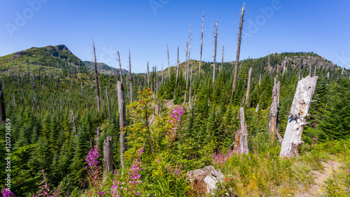 Rebirth of the young forest. Bare trunks of burned trees. Mount St Helens National Park, East Part, South Cascades in Washington State, USA