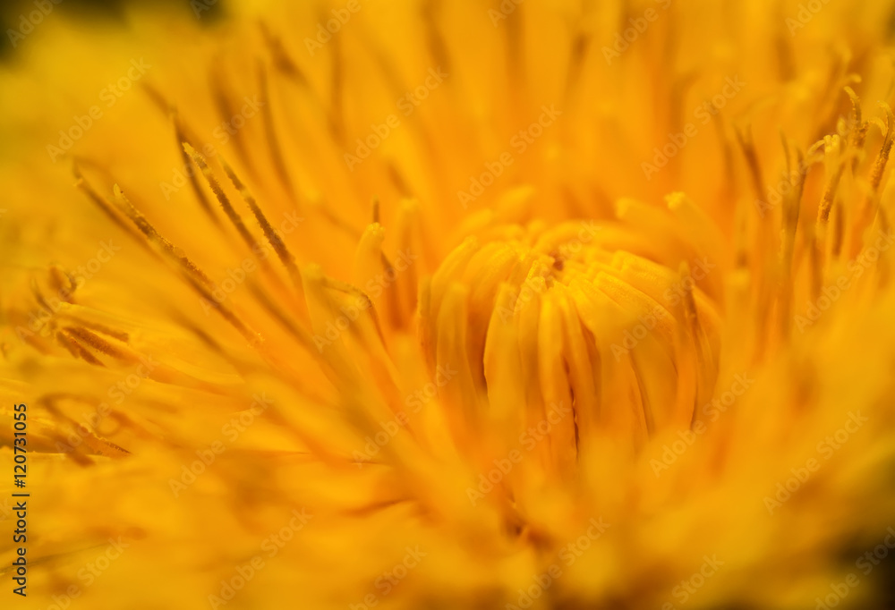 close-up yellow dandelion flower with soft focus effect. natural background close-up yellow dandelion flower with soft focus effect. natural background