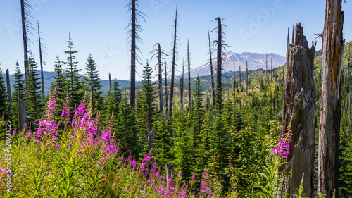 Εκτύπωση καμβά Pink fireweed in the forest