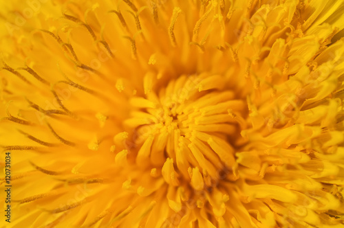 close-up yellow  dandelion  flower with soft focus effect. natural background