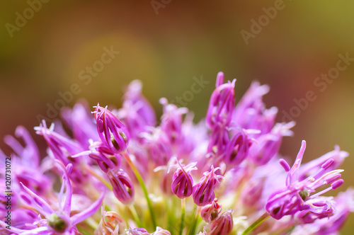 close-up flower with soft focus effect. natural background