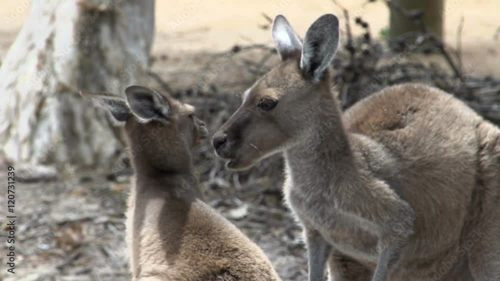 Baby Kangaroo interacting with mother in Cape Le Grand National Park
