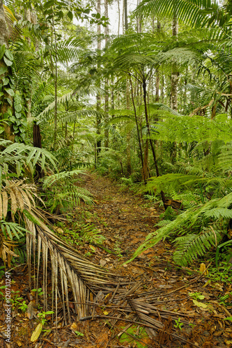 Jungle trail  Costa Rica