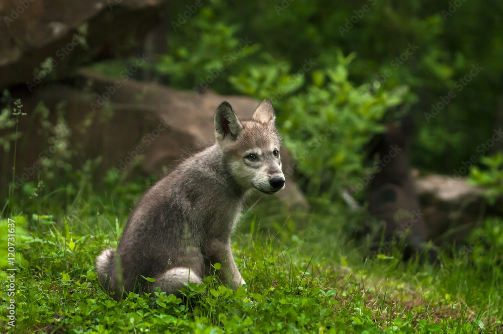 Grey Wolf (Canis lupus) Pup Looks Back Grey Wolf (Canis lupus) Pup Looks Back