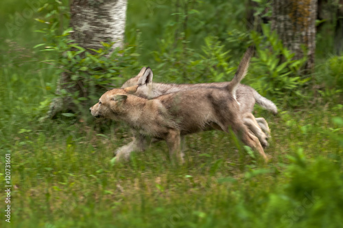 Grey Wolf  Canis lupus  Pups Runs Left