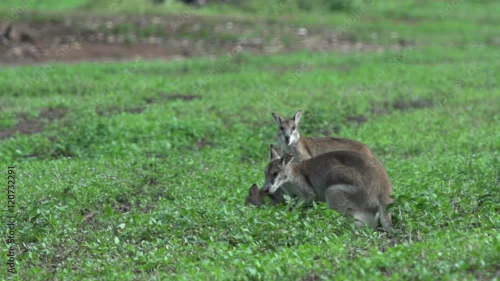 Group Wallabies in slow motion in Mission Beach Queensland, Australia. Group Wallabies in slow motion in Mission Beach Queensland, Australia.