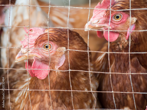chicken hens eggs in local  farm