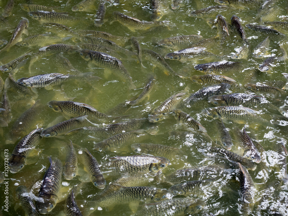 Iridescent shark in pond, Hungry fish Iridescent shark in pond, Hungry fish