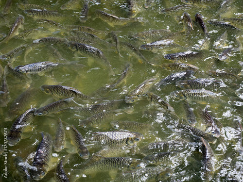 Iridescent shark in pond, Hungry fish