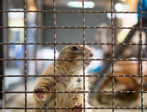 squirrel sitting in a cage