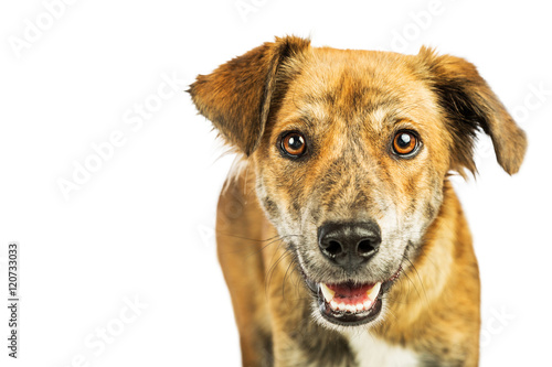 Fototapeta Naklejka Na Ścianę i Meble -  Closeup Happy Hound Dog on White