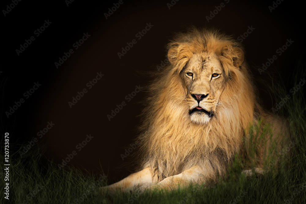 Lion In Grass With Copy Space