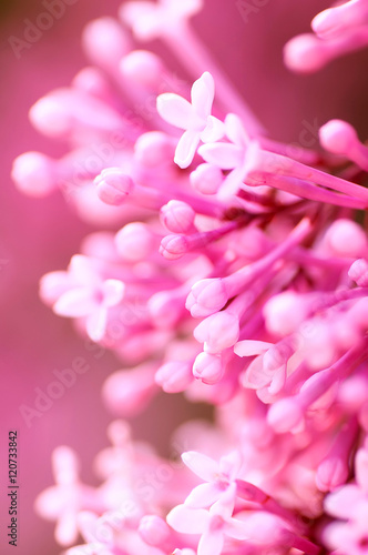 closeup pink lilac  flowers, natural abstract  soft floral background