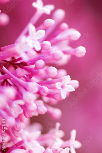 closeup pink lilac  flowers, natural abstract  soft floral background