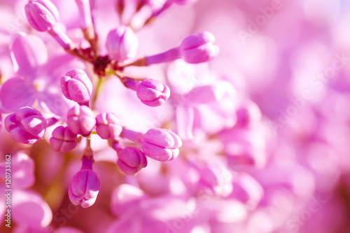 closeup pink lilac flowers, natural abstract floral background