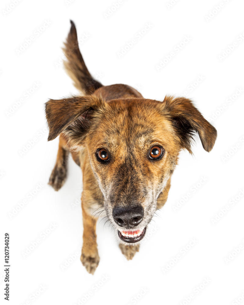 Overhead View of Happy Hound Dog