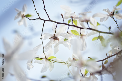 white magnolia flower. natural spring or summer floral background