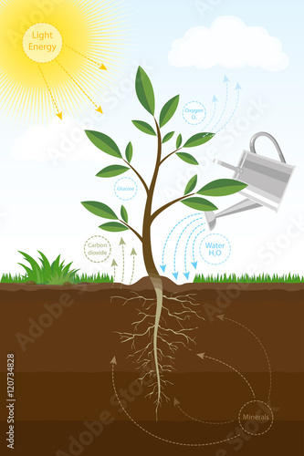 Colorful vector illustration of the photosynthesis process in plant