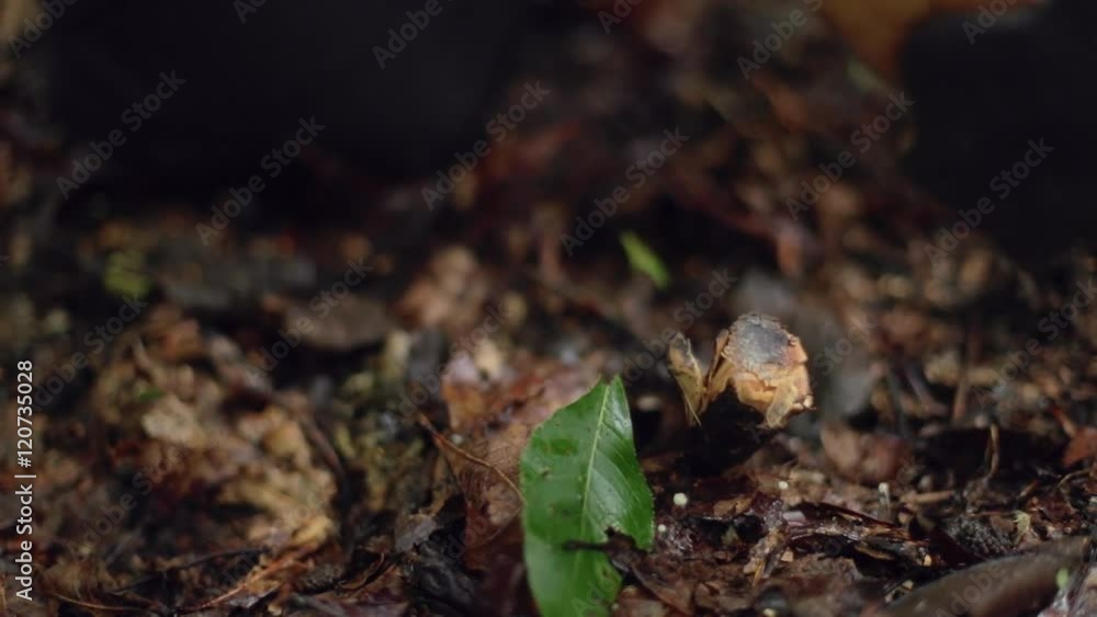 A male camper hammers a tent stake into the ground with a hatchet in slow motion, for a survival shelter. A male camper hammers a tent stake into the ground with a hatchet in slow motion, for a survival shelter.