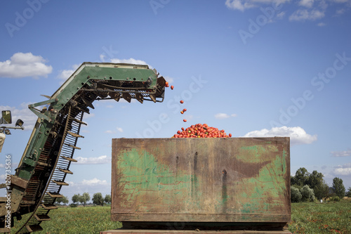 Cosechando tomate en el campo. Cosechadora recogiendo el tomate. Selección y limpieza de tomate. Tomate para kétchup.