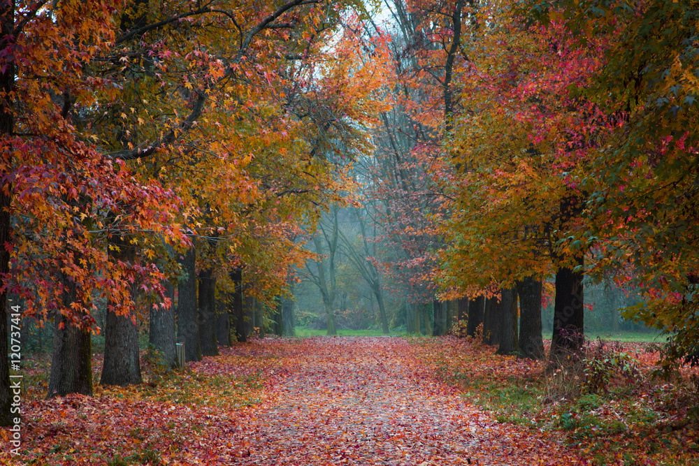 Naklejka premium Autumn Park path covered in fallen coloured leaves