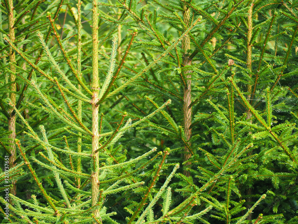 Naklejka premium young Christmas trees