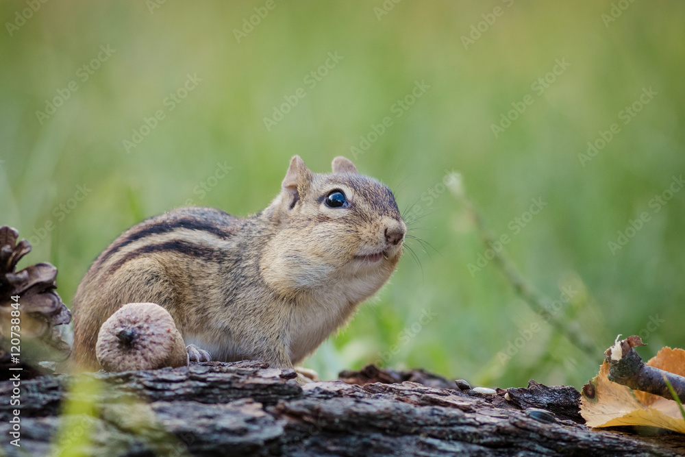 Adorable and cute Eastern Chipmunk (Tamias striatus) looks attentive in a woodland autumn scene Adorable and cute Eastern Chipmunk (Tamias striatus) looks attentive in a woodland autumn scene