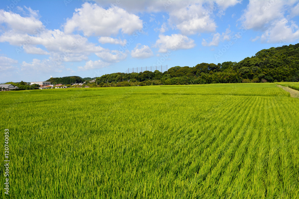 A scenery of Rice fields that spread to the countryside in Fukuoka JAPAN. it is in August. A scenery of Rice fields that spread to the countryside in Fukuoka JAPAN. it is in August.