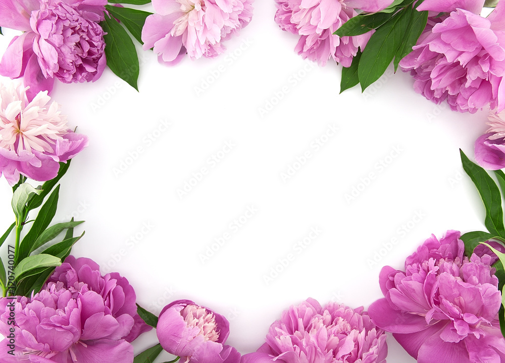 Pink peony flower on white background with copy space 