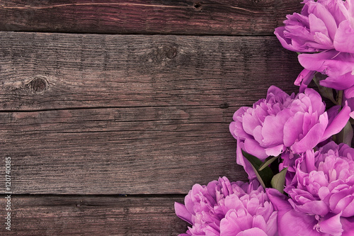 Pink peony flower on dark rustic wooden background