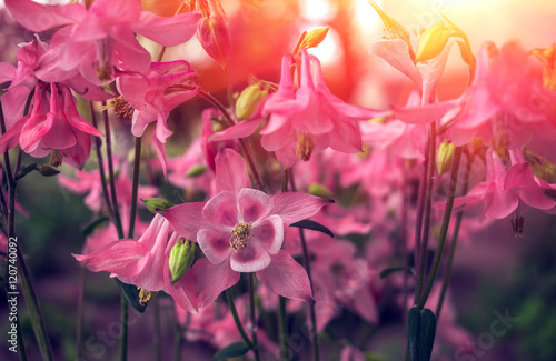 Wild pink flower bell on a blurred background