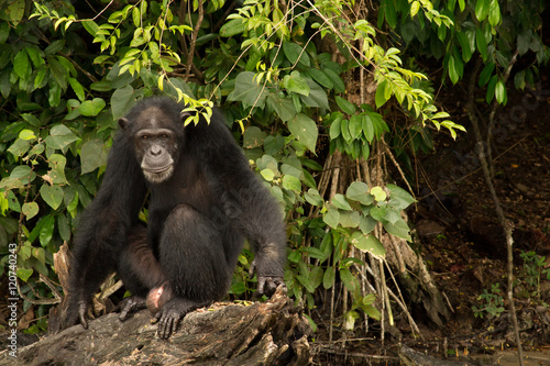 Chimpanzee on Log