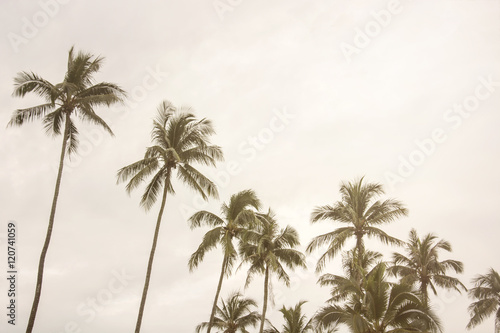 Summer nature scene, coconut tree at tropical coast, made with V