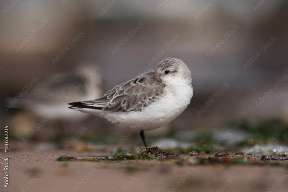 Obraz premium Sanderling, Calidris alba