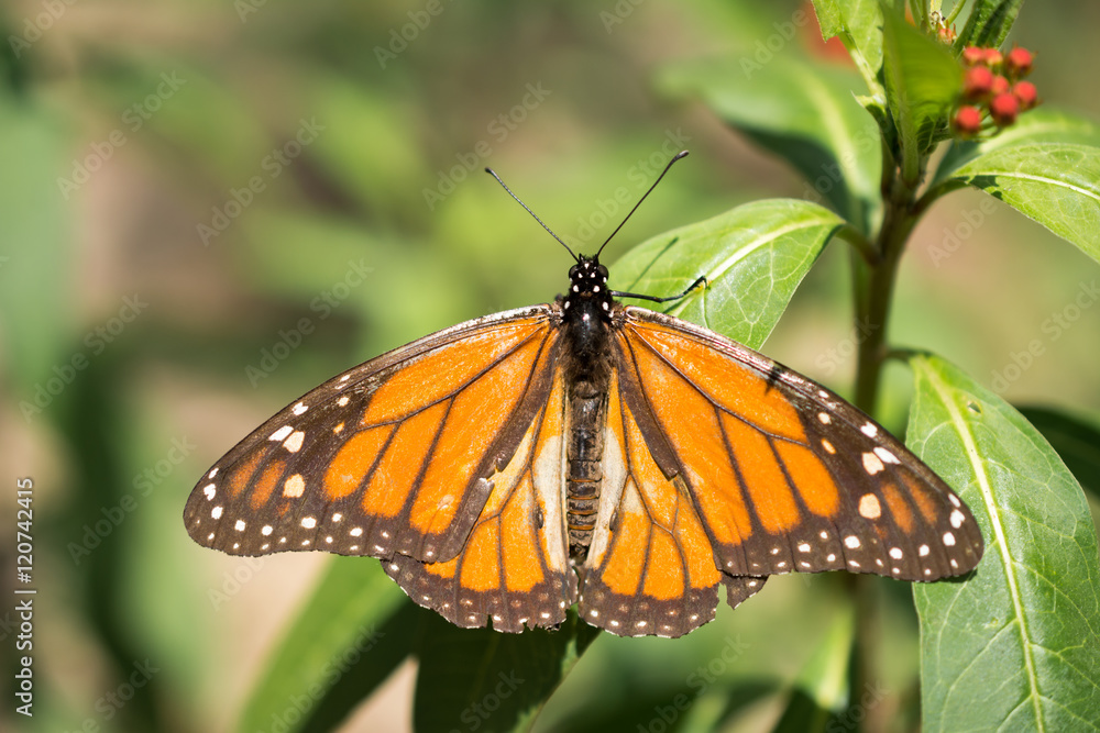 La mariposa Monarca abrió sus alas. La mariposa Monarca abrió sus alas.