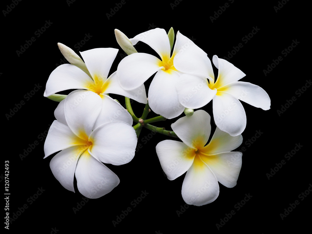 Naklejka premium White plumeria flower isolated