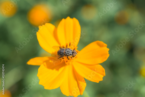 La mosca está en lo alto de la flor comiendo el polen.