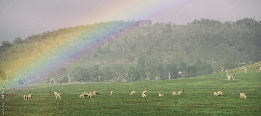 Obraz premium Sheep on the farm during the day in Tasmania.