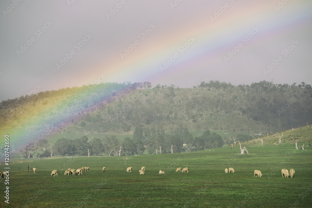 Naklejka premium Sheep on the farm during the day in Tasmania.