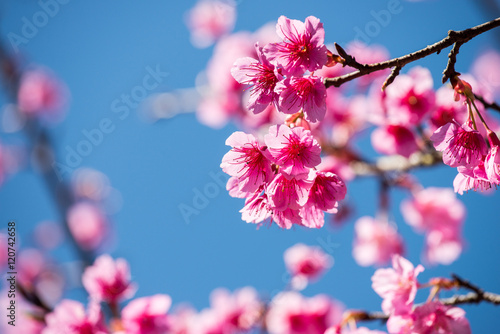 Cherry blossoms on blue sky background,Prunus cerasoides on blue sky background, Wild himalayan cherry in thailand on blue sky background ,Pink flowers on blue sky background, Selective focus photo