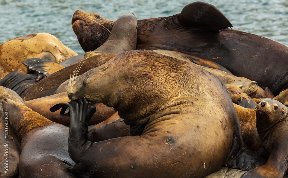 Fototapeta premium Rookery Steller sea lions. Island in Pacific Ocean near Kamchatka Peninsula.