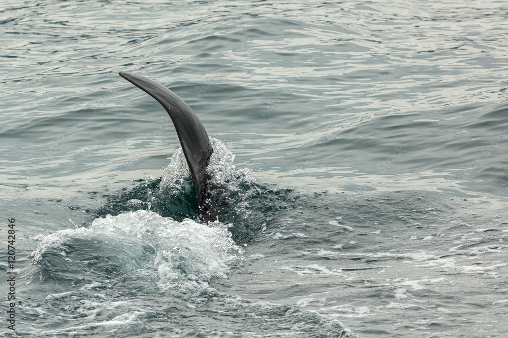 Fototapeta premium Killer Whale - Orcinus Orca in Pacific Ocean. Water area near Kamchatka Peninsula.
